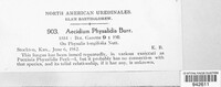 Aecidium physalidis image